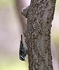 Black and White Warbler male 